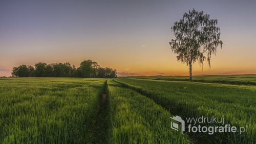 Zdjęcie przedstawia samotną wierzbę na polu pszenicy, fotografowaną w czasie zachodu słońca