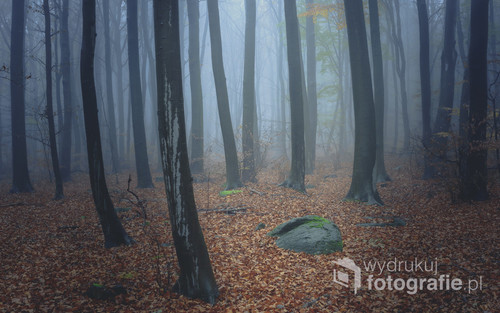 Zdjęcie wykonane u podnóża góry Ślęży w czasie jesiennych mgieł. Mgła dodatkowo sprawiła że las wyglądał baśniowo jak na górę Ślężę przystało.