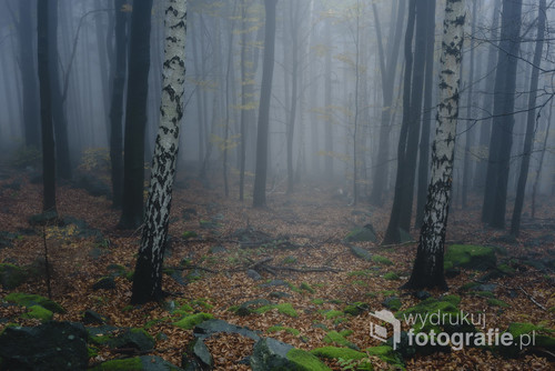 Zdjęcie wykonane u podnóża góry Ślęży w czasie jesiennych mgieł. Mgła dodatkowo sprawiła że las wyglądał baśniowo jak na górę Ślężę przystało.