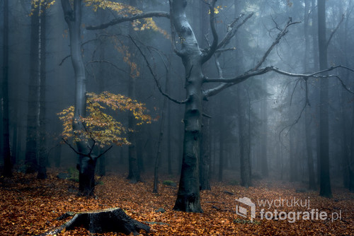 Zdjęcie wykonane w Ślężańskim Parku Krajobrazowym w czasie jesiennych mgieł. Mgła dodatkowo sprawiła że las wyglądał baśniowo jak na górę Ślężę przystało.