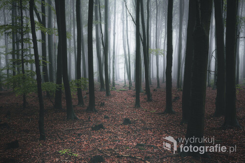 Zdjęcie wykonane w Ślężańskim Parku Krajobrazowym w czasie pierwszych jesiennych mgieł.
Mgła sprawiła że to co było w oddali wyglądało na bardziej rozświetlone i dlatego też ten efekt został podkreślony.