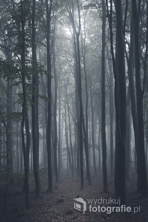 Zdjęcie wykonane w Ślężańskim Parku Krajobrazowym w czasie pierwszych jesiennych mgieł.
Mgła sprawiła że to co było w oddali wyglądało na bardziej rozświetlone i dlatego też ten efekt został podkreślony.