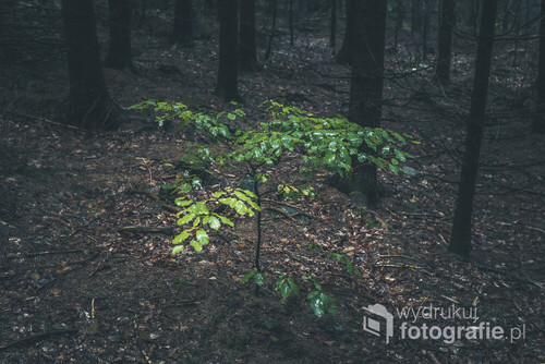 Zdjęcie wykonane w Ślężańskim Parku Krajobrazowym w czasie pierwszych jesiennych mgieł. 
Pięknie pokazane życie lasu, gdzie obok starych wysokich drzew wyrosło nowe bez ingerencji człowieka.
