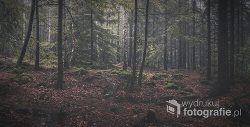 Zdjęcie wykonane w Ślężańskim Parku Krajobrazowym w czasie pierwszych jesiennych mgieł. 
Jest to panorama leśna wykonana z pięciu pionowych kadrów.