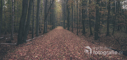 Leśna droga w Książański Park Krajobrazowy pięknie wyłożona jesiennymi liśćmi.