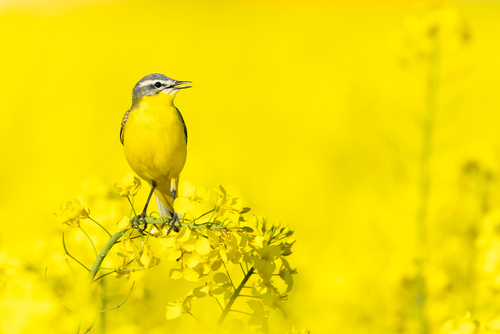 Pliszka żółta (Motacilla flava) na majowym rzepaku. Zdjęcie zrobione w Wielkopolsce, otrzymało pierwsze miejsce w kategorii kolor w konkursie Wildart Photographer of the Year 2024.
