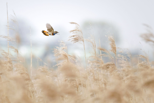 Podróżniczek (Luscinia svecica) podczas lotu tokowego nad trzcinami. Zdjęcie wykonane w Wielkopolsce. Otrzymało Special Mention w konkursie Nature in Focus (Indie).