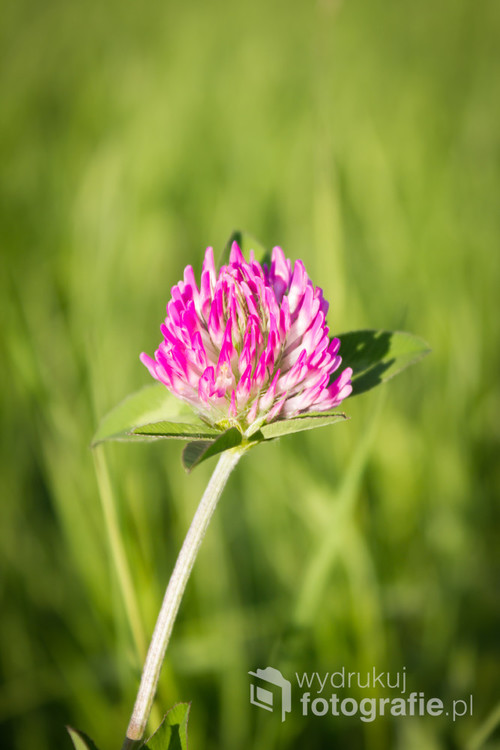 Green meadow. Clover flower.