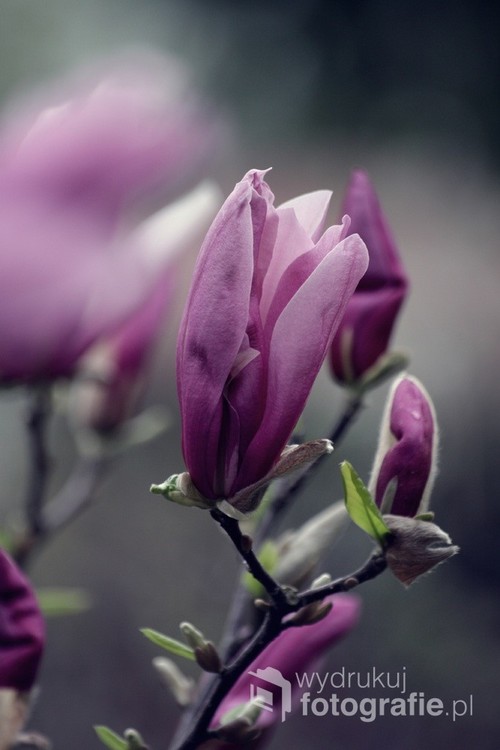 Cudowne kwiaty delikatnej magnolii
Poranek, wiosna, 2018 
