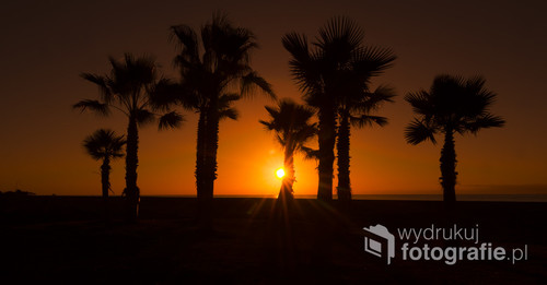 Palmy w hiszpani sfotografowane o zachodzie słońca