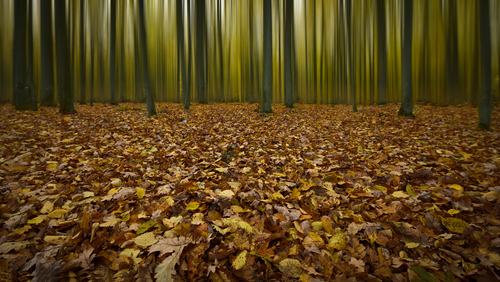 Jesienny las w okolicach Mińska Mazowieckiego,po deszczu.