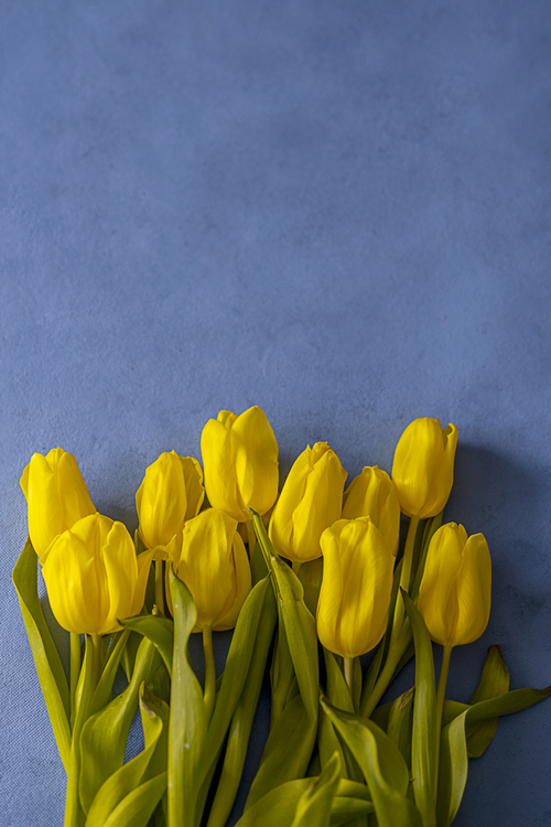 Tulipany ułożone na niebieskim tle.