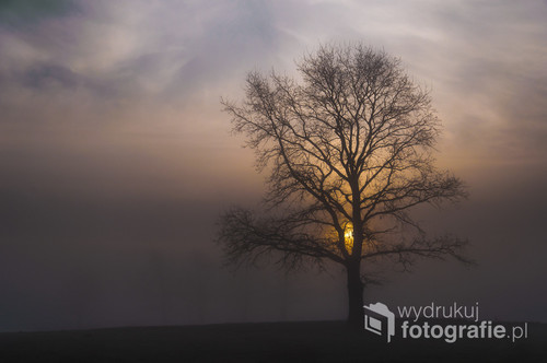 Zdjęcie wykonałam o  bardzo mglistym świcie, na Podlasiu.