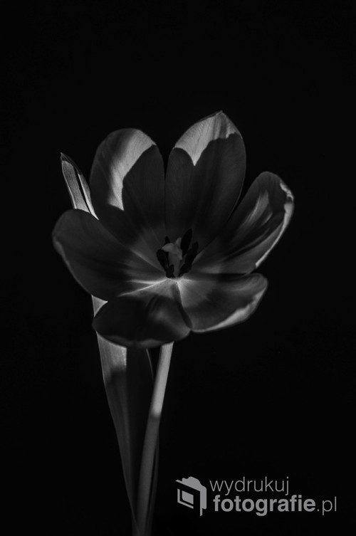 Przekwitający tulipan na czarnym tle