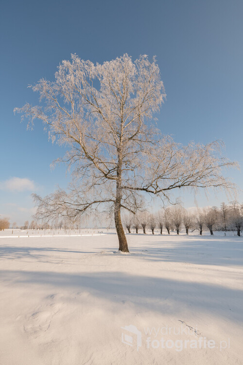 Fotografia wykonana na Podlasiu w piękny, zimowy i bardzo mroźny dzień, 
