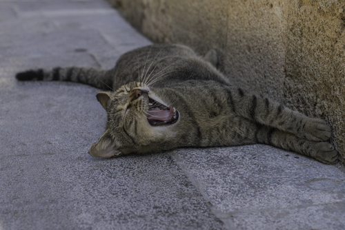 Fotografia wykonana w Grecji. Kot wylegujący się w cieniu. 