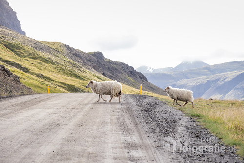 Owce na półwyspie Snæfellsnes - sierpień 2018, Islandia. Jedno z piękniejszych miejsc, jakie odwiedziłam.