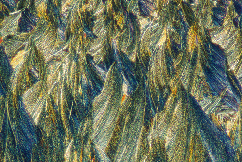 Fotografia przedstawia skrystalizowaną mieszaninę erytrytolu i rezorcyny. Zdjęcie wykonano przy użyciu mikroskopu, w świetle spolaryzowanym, w powiększeniu 200 X 