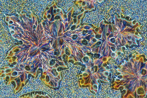 Fotografia przedstawia skrystalizowaną mieszaninę kwasu jabłkowego i hydrochinonu. Zdjęcie wykonano przy użyciu mikroskopu, w świetle spolaryzowanym, w powiększeniu 200 X 