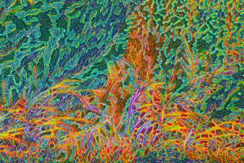 Fotografia przedstawia skrystalizowany środek na odciski . Zdjęcie wykonano przy użyciu mikroskopu, w świetle spolaryzowanym, w powiększeniu 100 X 