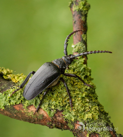 Dyląż Garbarz -duży chrząszcz z rodziny kózkowatych występujący w naszym kraju. Jego czerń pieknie odbija się na tle soczystej zieleni 