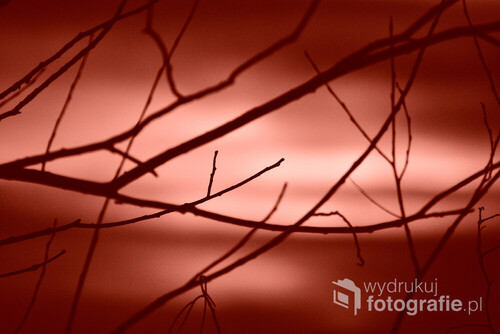 Abstrakcyjne ujęcie gałęzi na tle słońca zza chmur w tonacji czerwonej