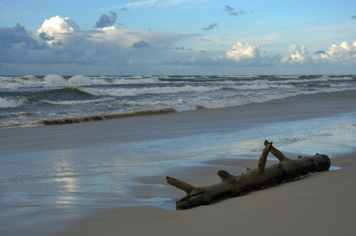 Pień drzewa wyrzucony na brzeg Bałtyku