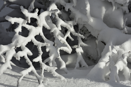 Zimowy detal uchwycony w czasie wycieczki w Góry Sowie. 