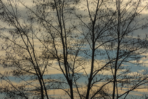 Fotografia przedstawia bezlistne drzewo na tle nieco zachmurzonego nieba