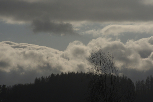 Pojedyncze drzewo na tle chmur na niebie. Zdjęcie zrobione w trakcie porywistego wiatru