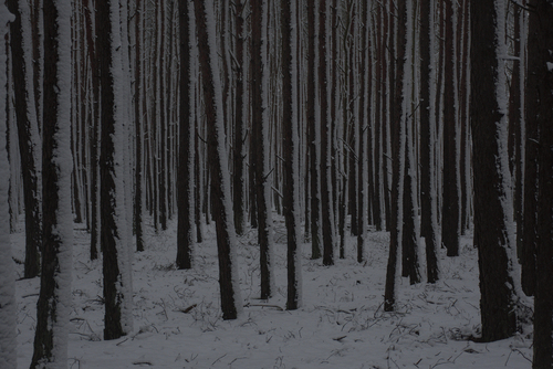 Nieznacznie niedoświetlony, mroczny, las sosnowy uchwycony zimą