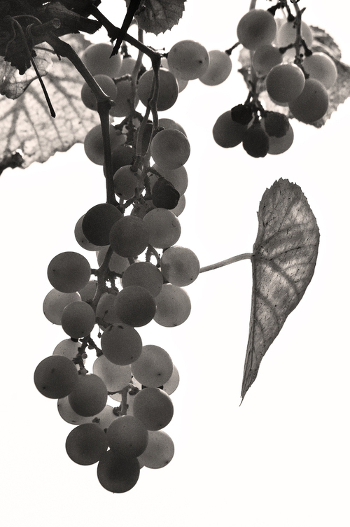 Rosnące winogrona w ogrodzie