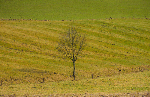 Samotne drzewo na polu w wiosennym słońcu