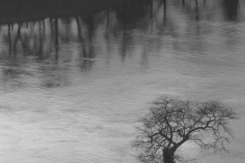 Drzewo nad wodą naprzeciw cieniom drzew w niej 