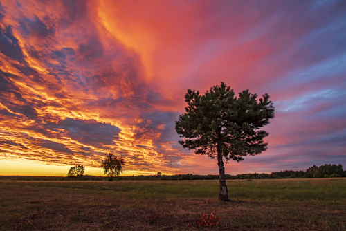 Zachód słońca na łąkach Gostynińsko-Włocławskiego Parku Krajobrazowego.
